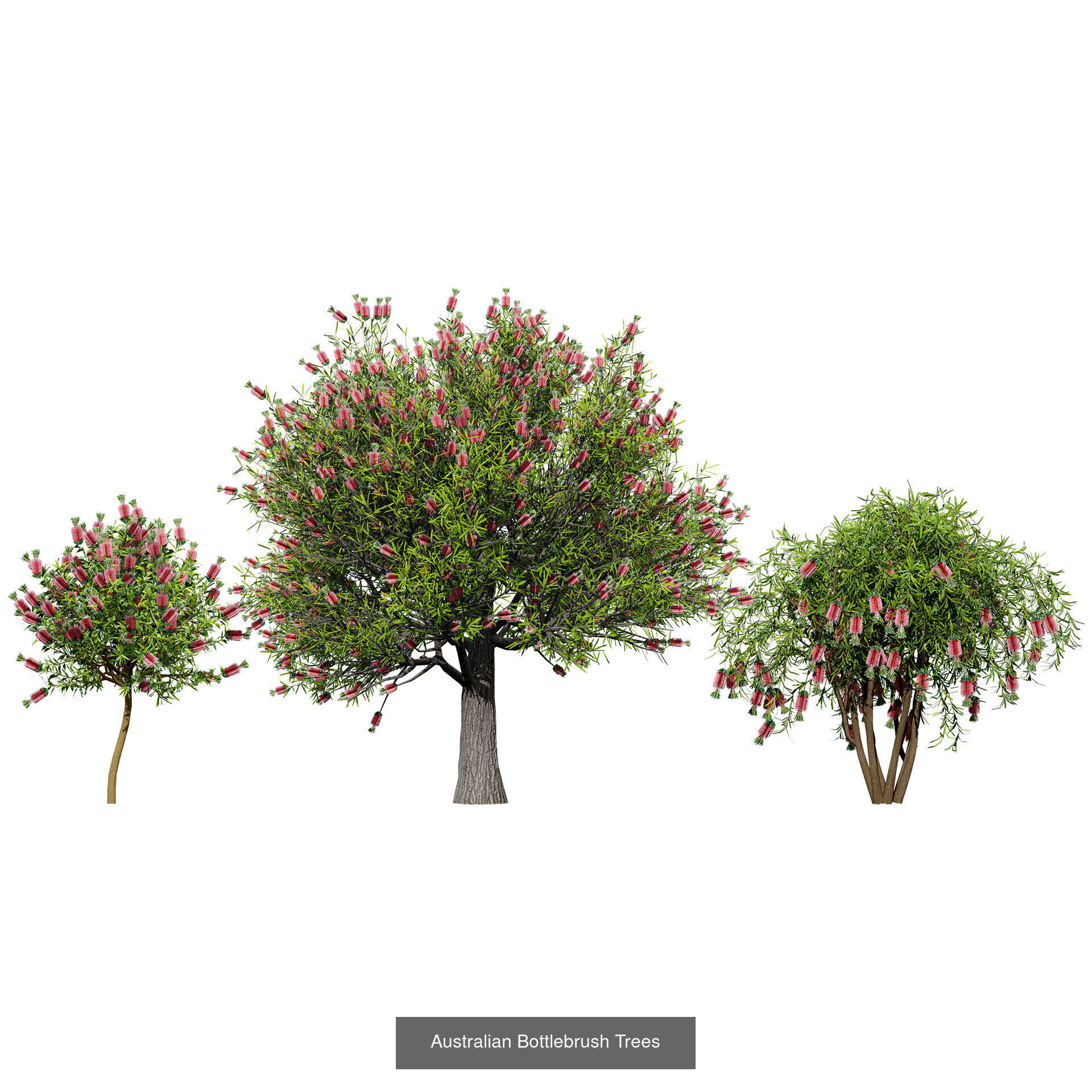 Realistic Australian Plant Models 3D Model Collection_19