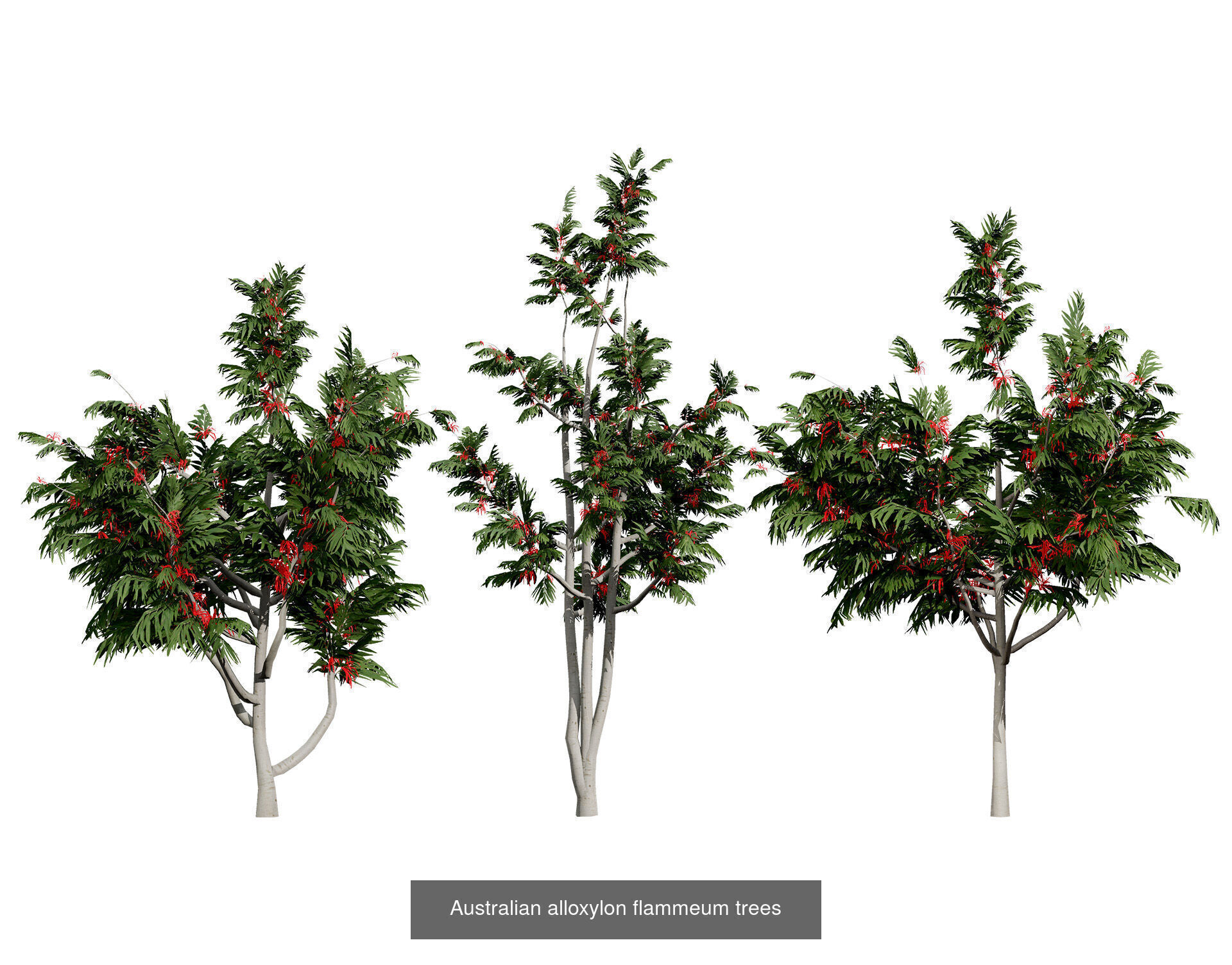 Realistic Australian Plant Models 3D Model Collection_13