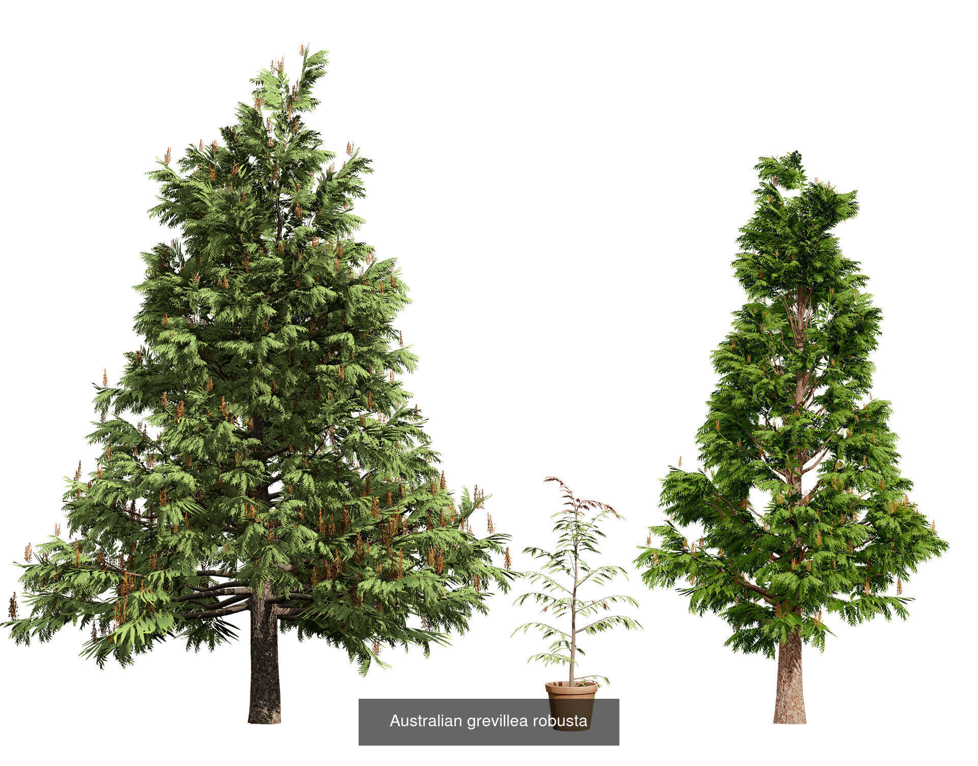 Realistic Australian Plant Models 3D Model Collection_16