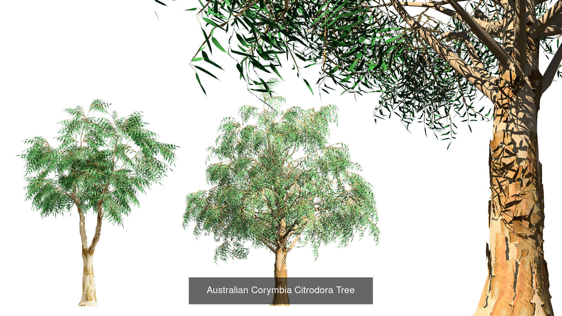 Realistic Australian Plant Models 3D Model Collection_18