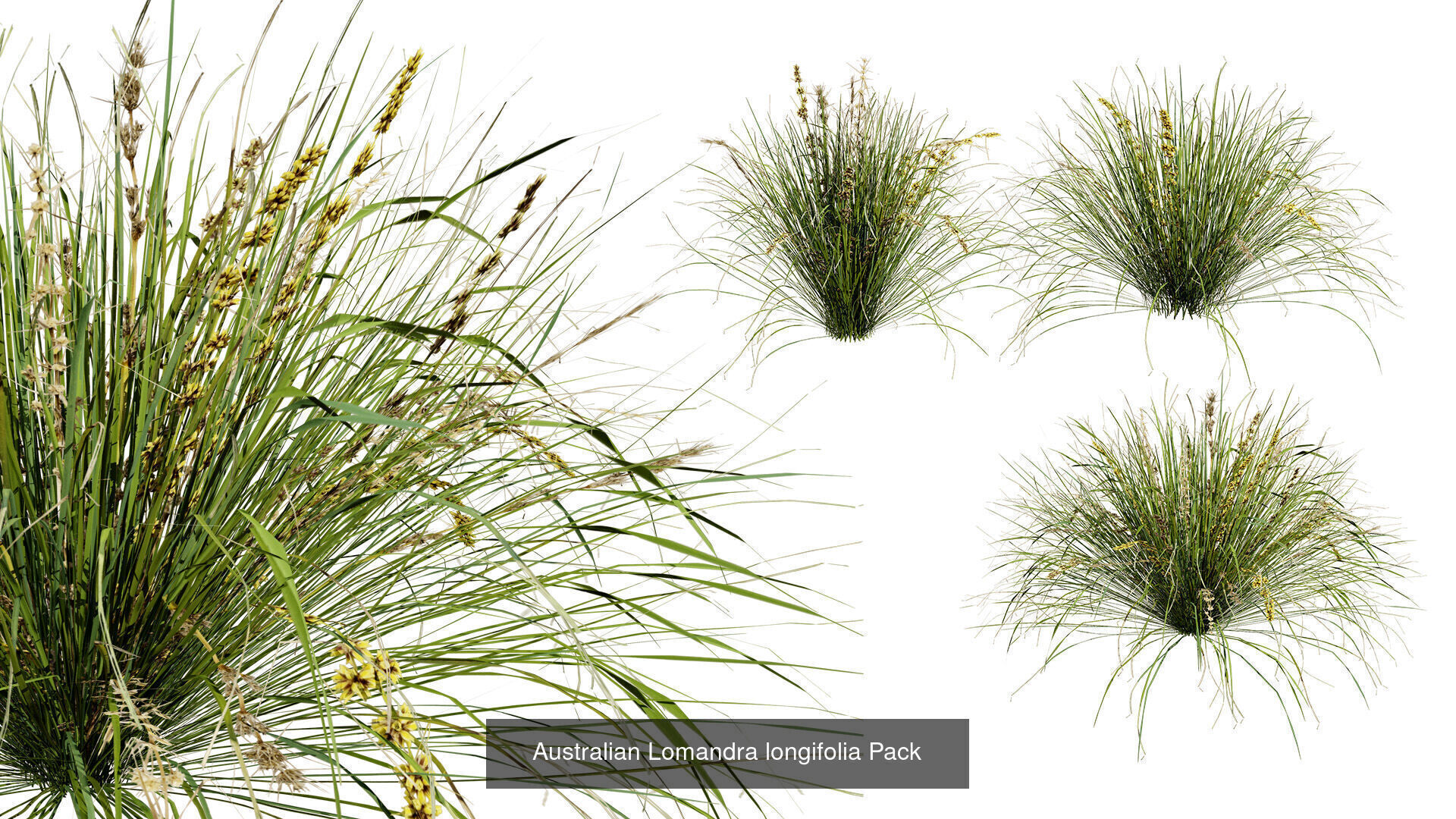 Realistic Australian Plant Models 3D Model Collection_29