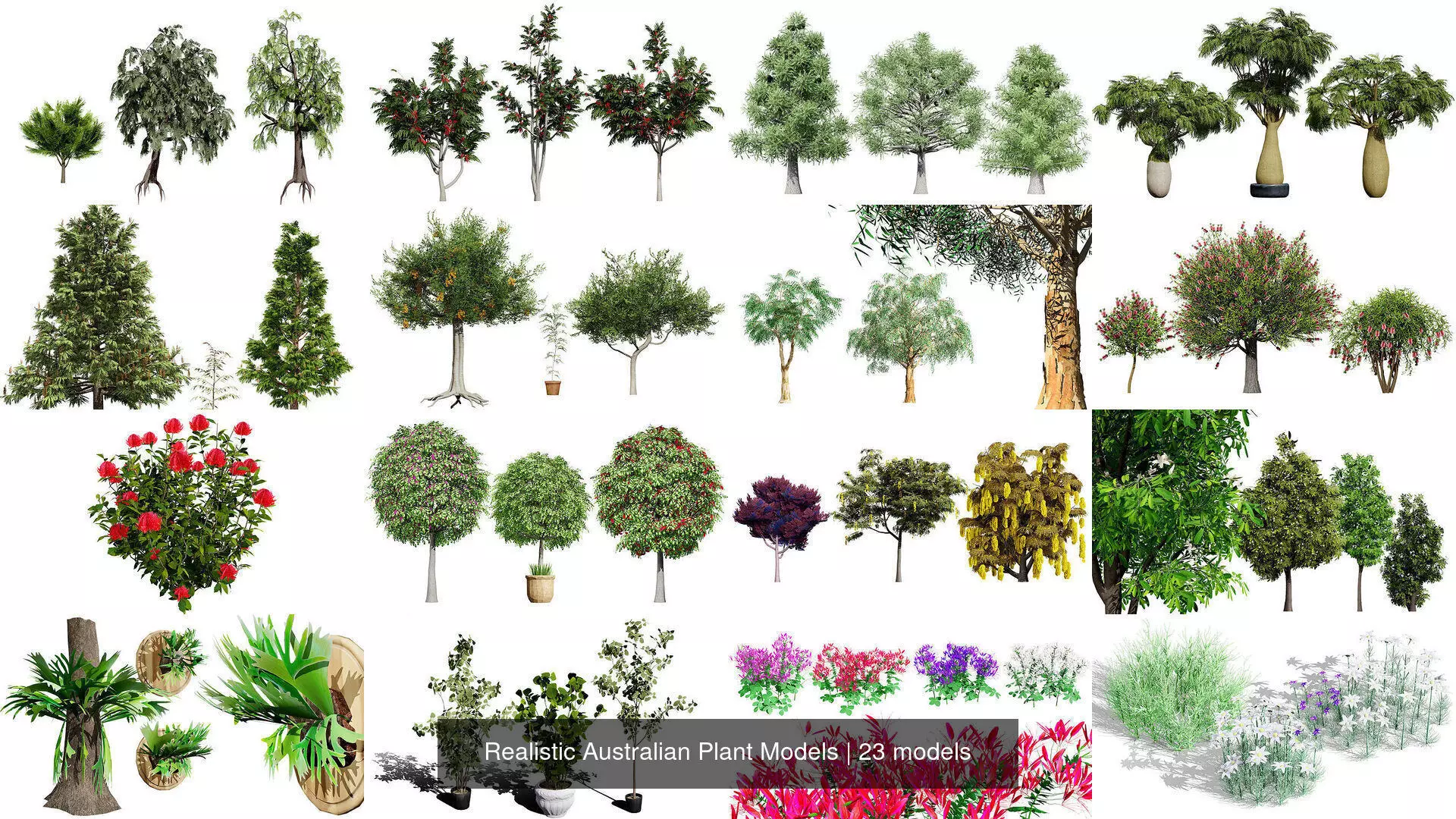 Realistic Australian Plant Models 3D Model Collection_0