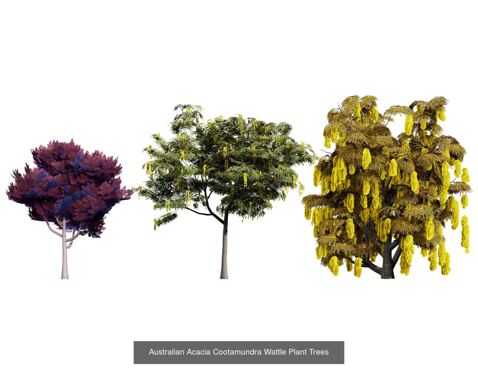 Realistic Australian Plant Models 3D Model Collection_22