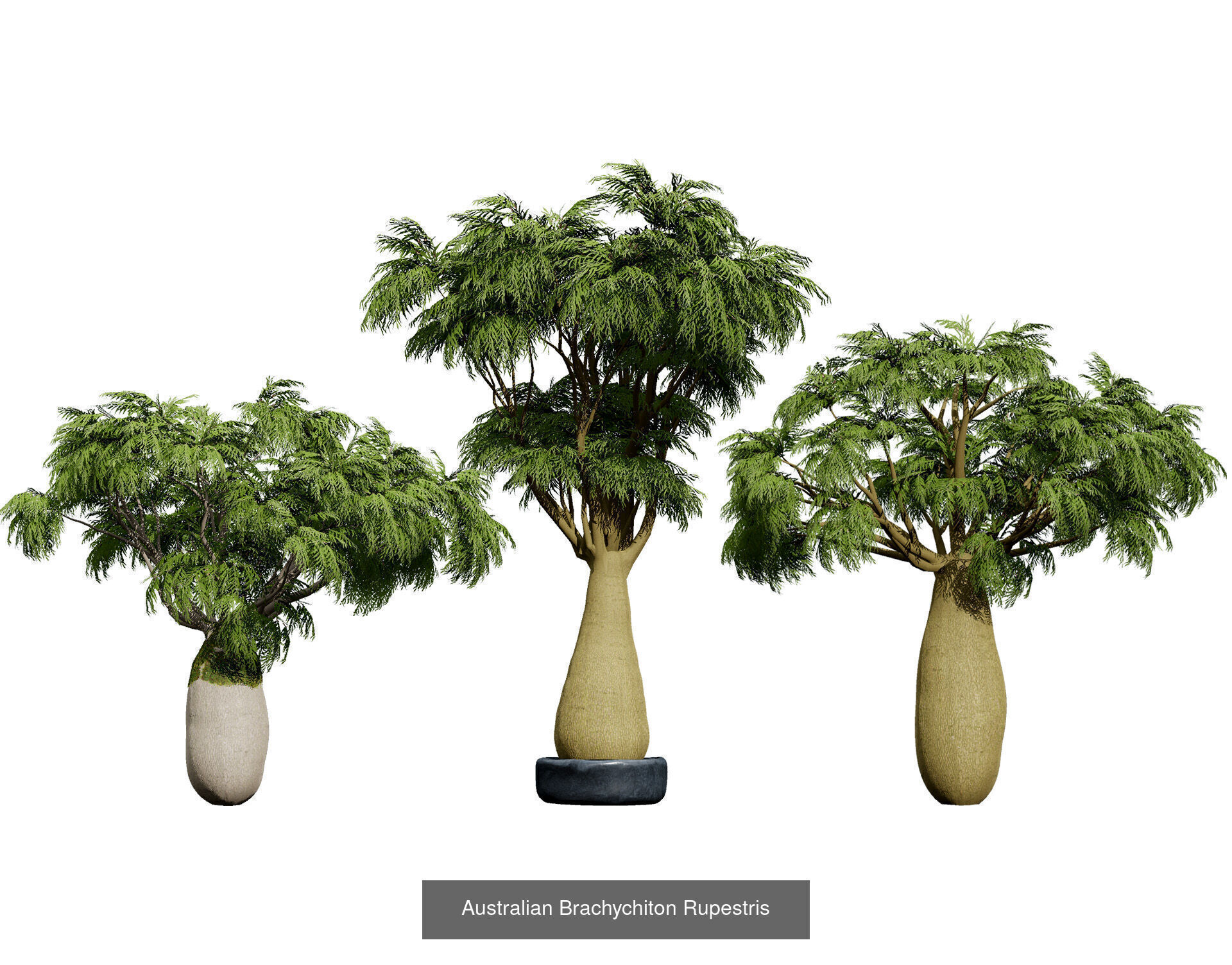 Realistic Australian Plant Models 3D Model Collection_15
