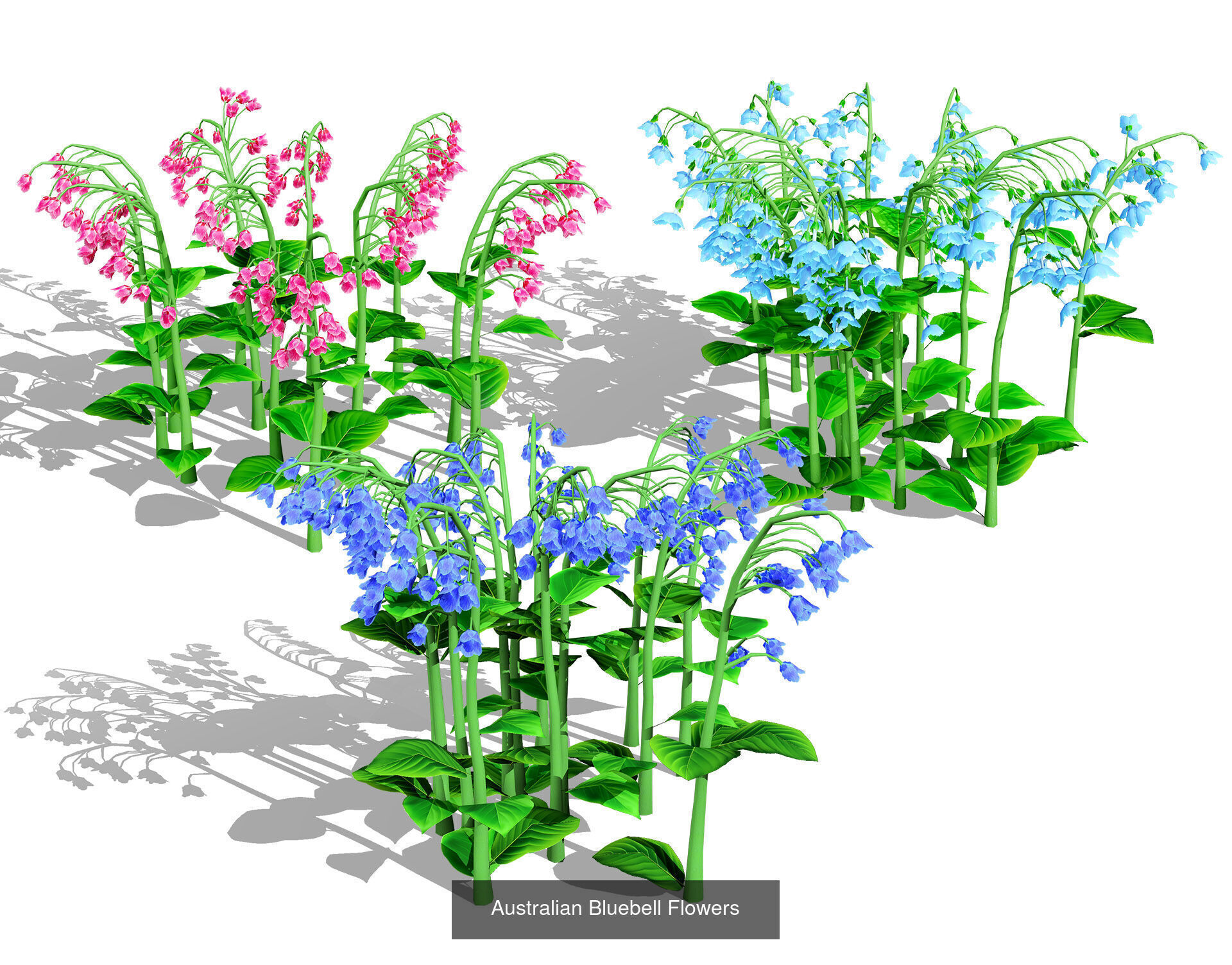 Realistic Australian Plant Models 3D Model Collection_32