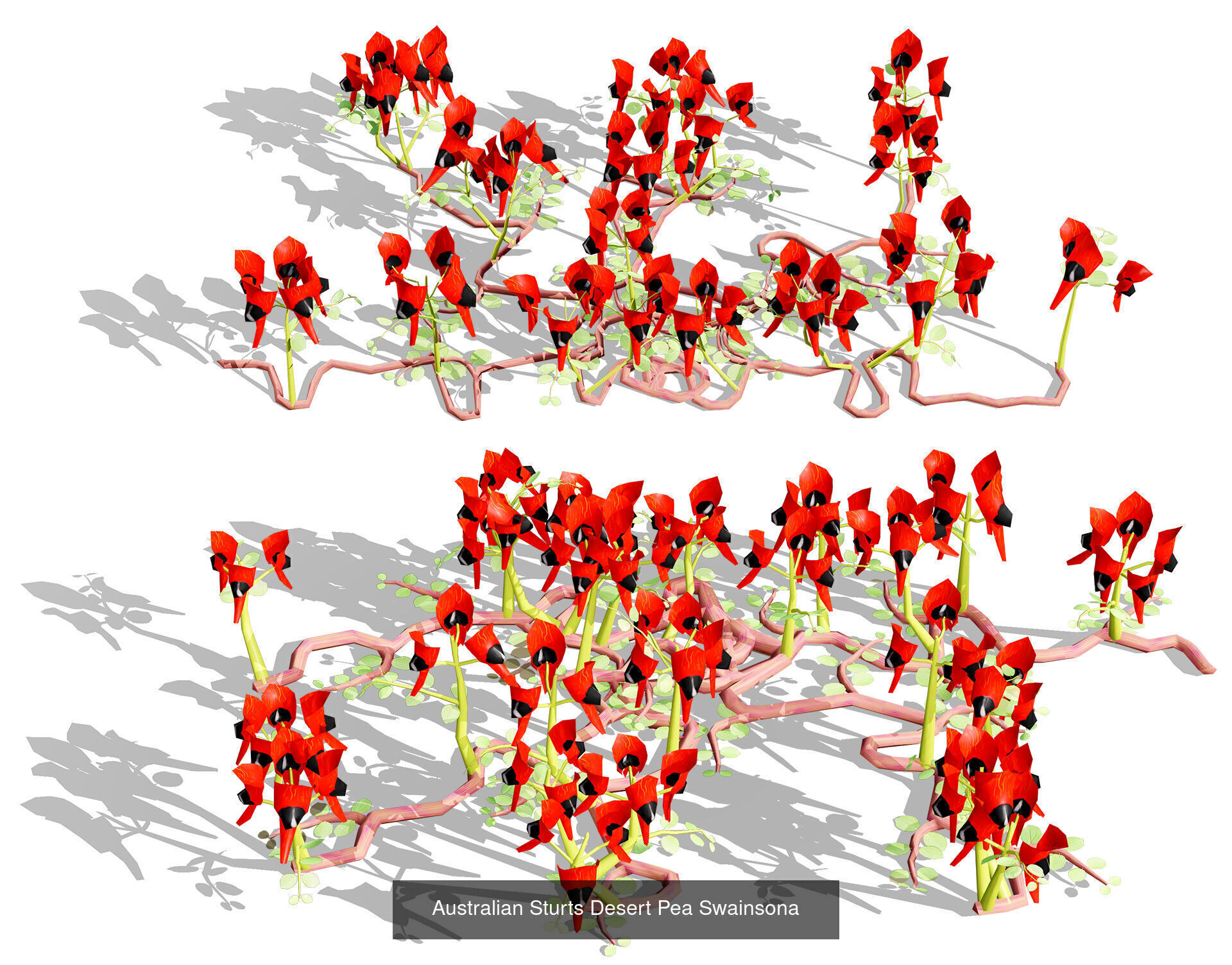 Realistic Australian Plant Models 3D Model Collection_31