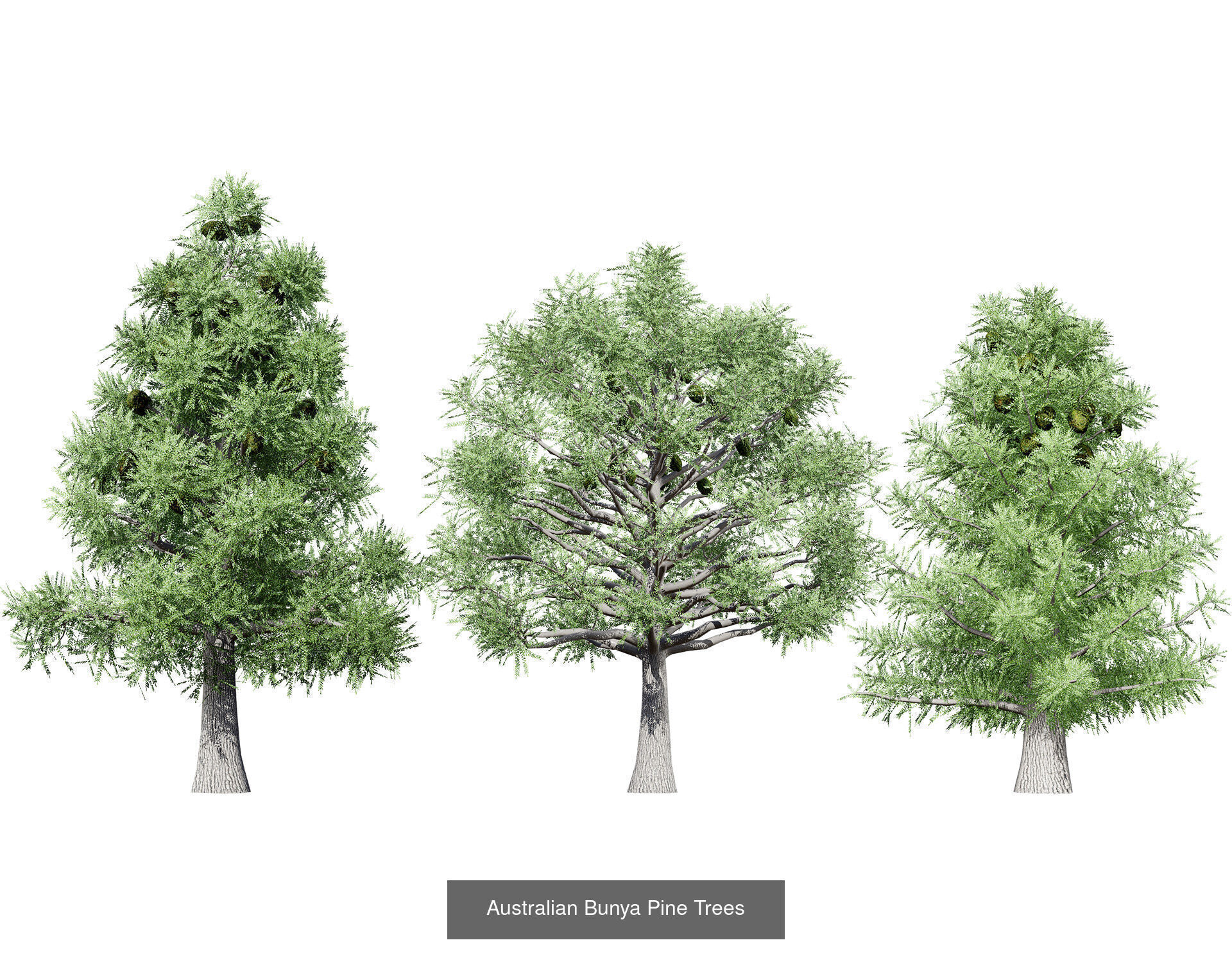 Realistic Australian Plant Models 3D Model Collection_14