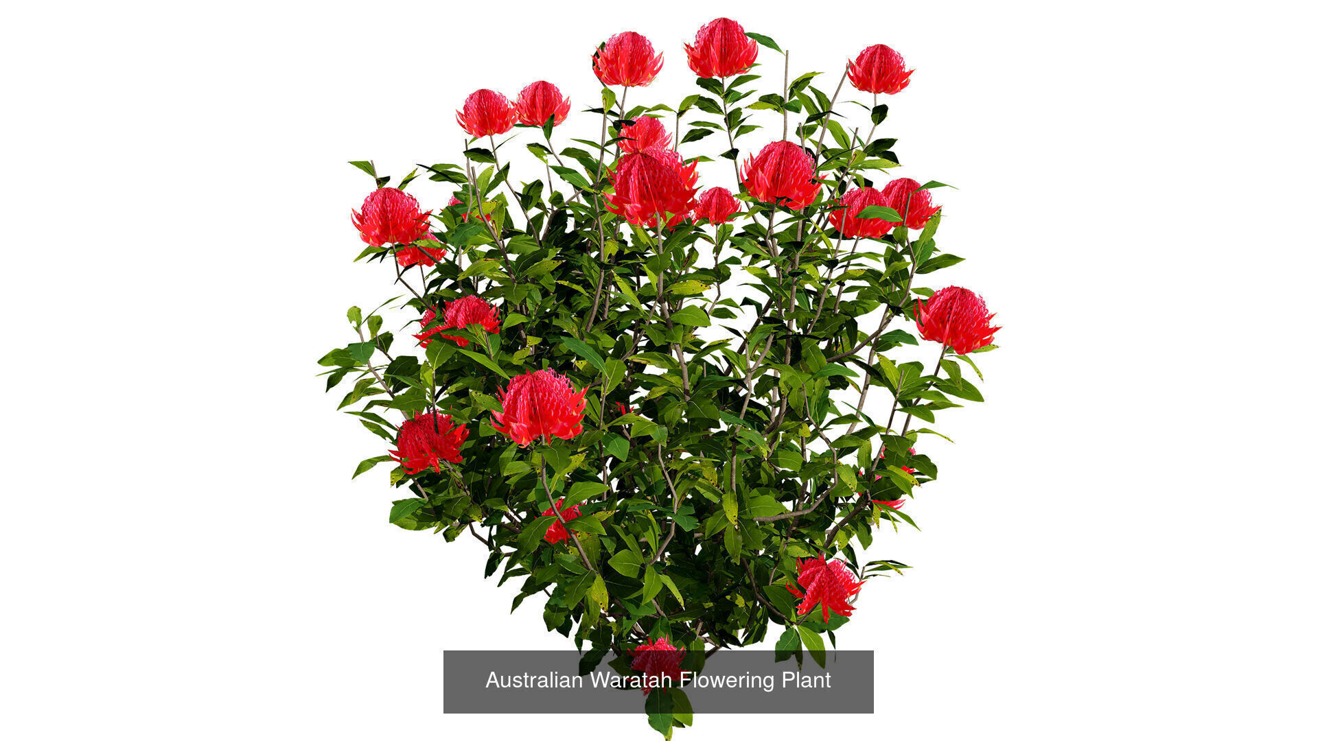 Realistic Australian Plant Models 3D Model Collection_20