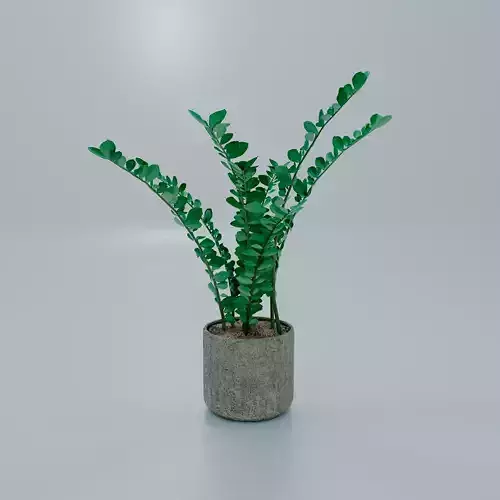 Zamioculcas in a flowerpot 3D model
