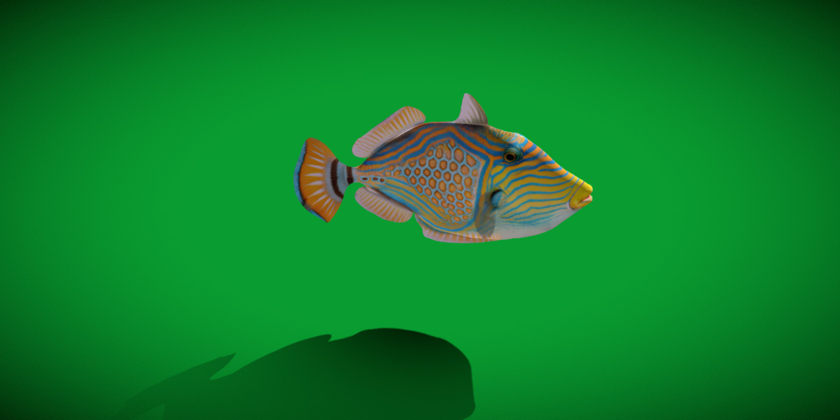 Orangestripe Triggerfish Low-poly 3D model_31