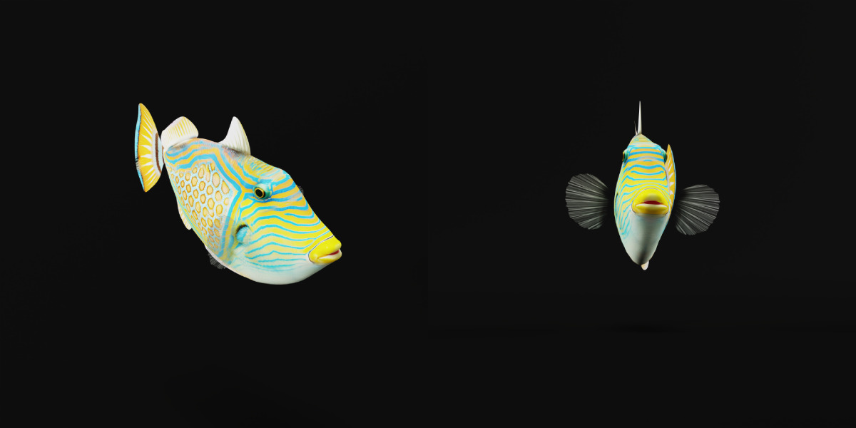 Orangestripe Triggerfish Low-poly 3D model_34