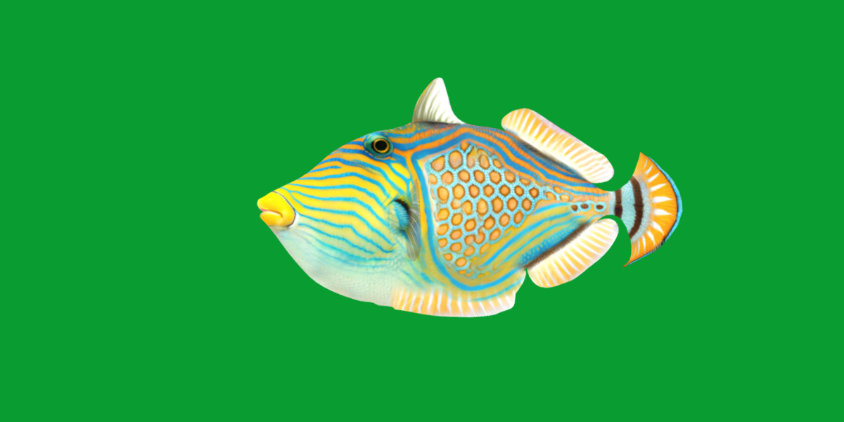 Orangestripe Triggerfish Low-poly 3D model_28