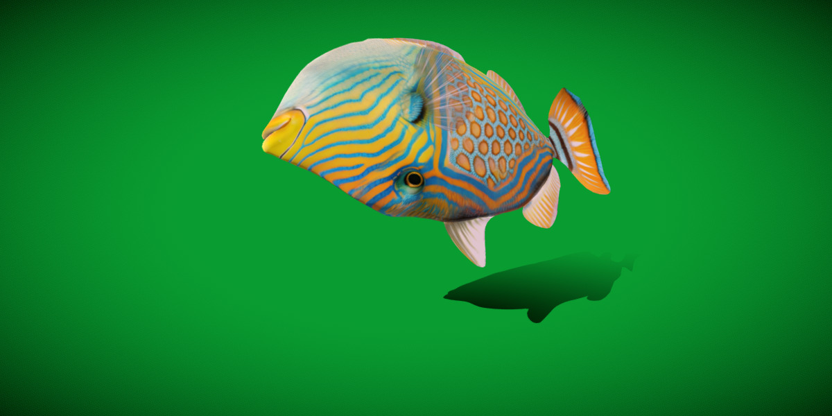 Orangestripe Triggerfish Low-poly 3D model_26