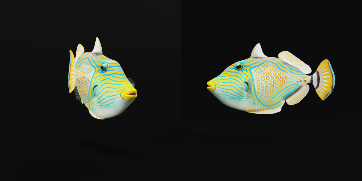 Orangestripe Triggerfish Low-poly 3D model_19