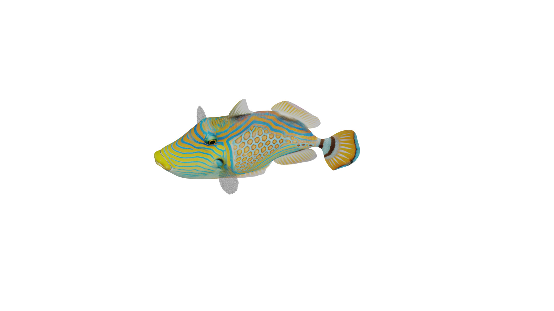 Orangestripe Triggerfish Low-poly 3D model_3