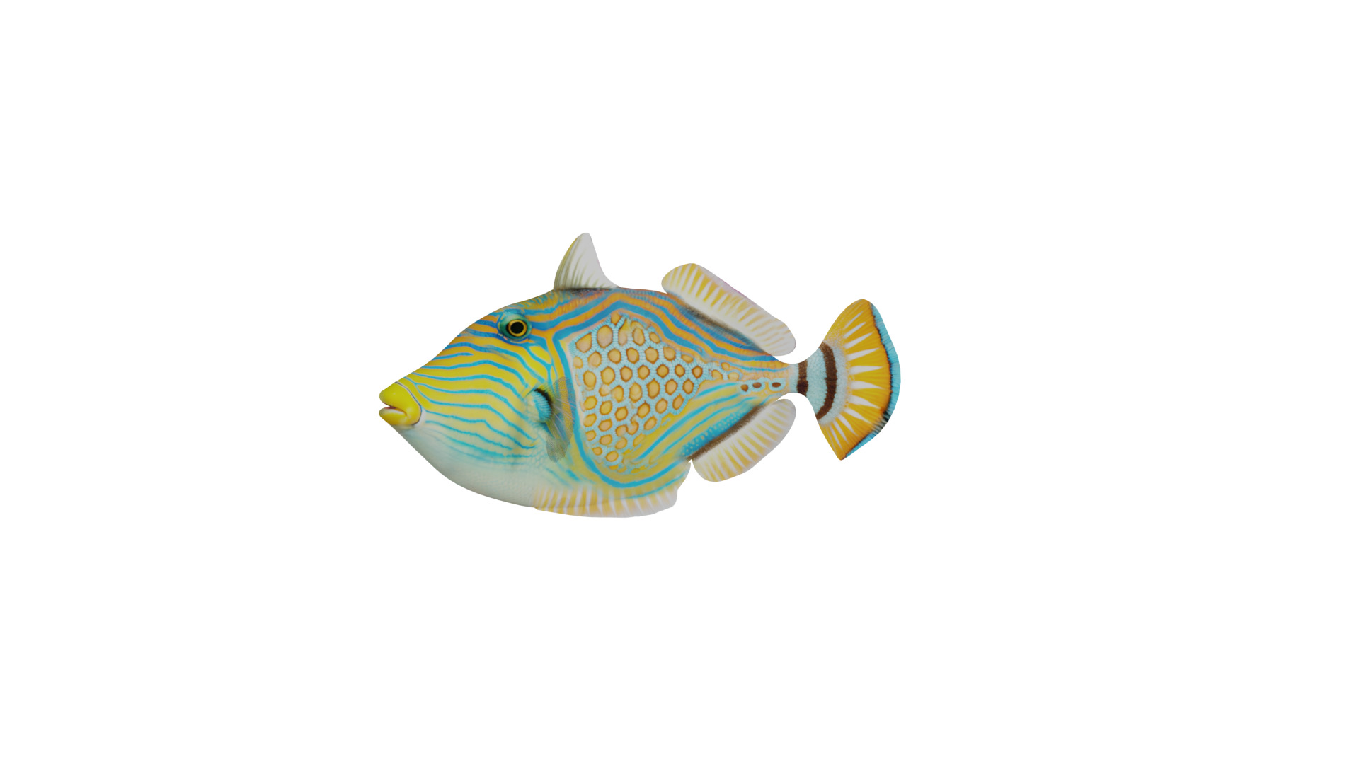Orangestripe Triggerfish Low-poly 3D model_2