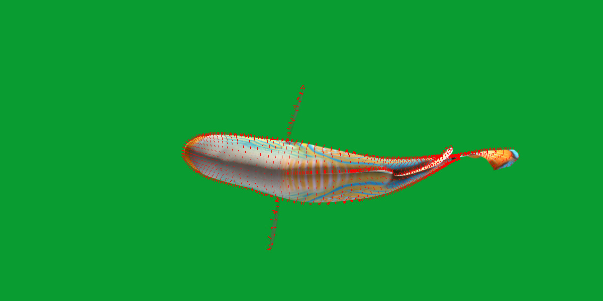 Orangestripe Triggerfish Low-poly 3D model_18