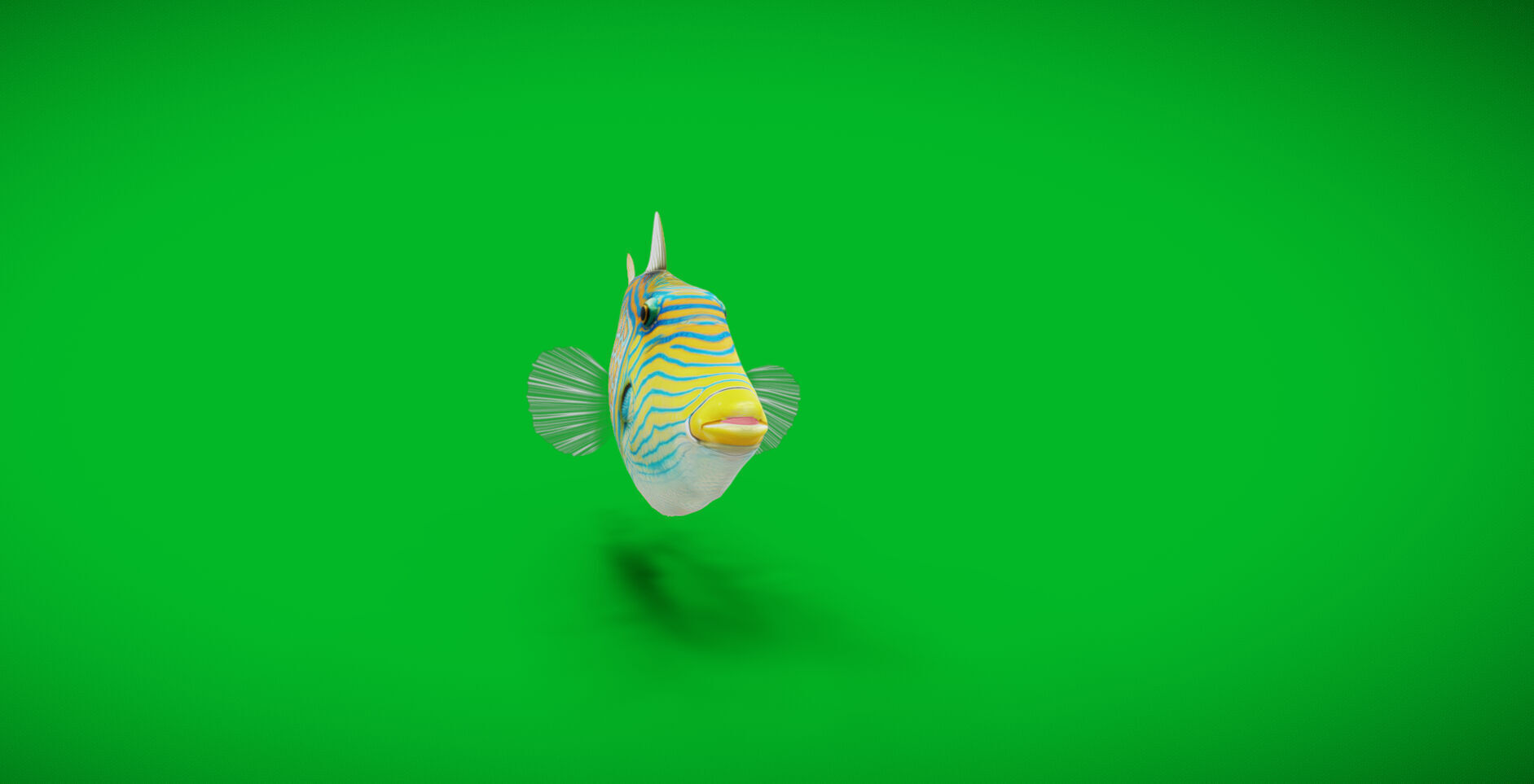 Orangestripe Triggerfish Low-poly 3D model_7