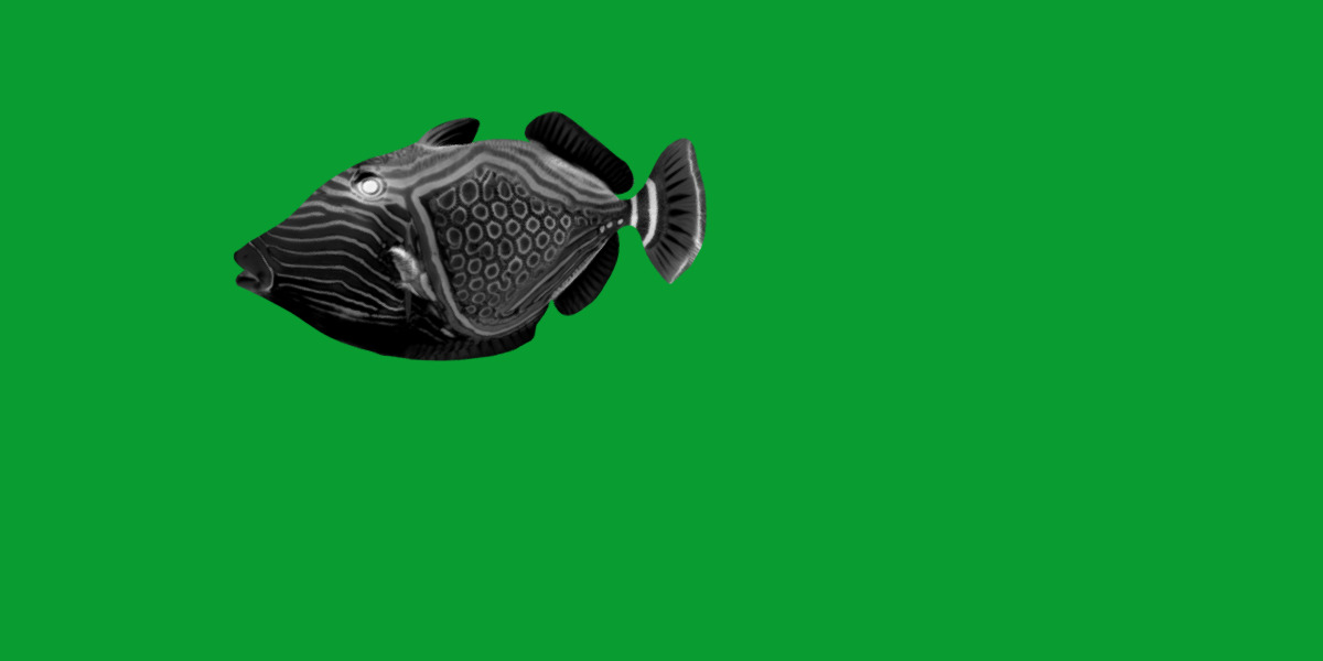 Orangestripe Triggerfish Low-poly 3D model_9