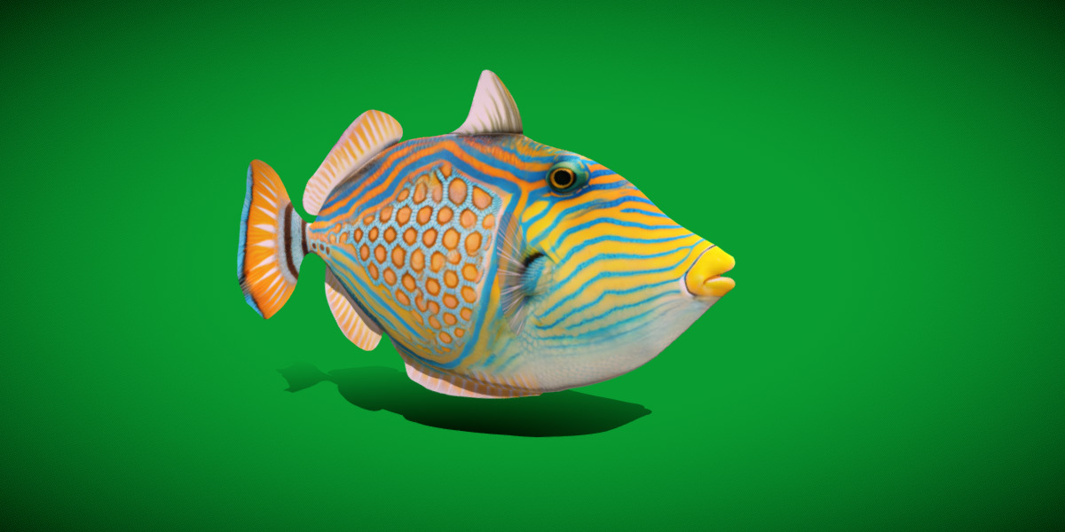 Orangestripe Triggerfish Low-poly 3D model_24