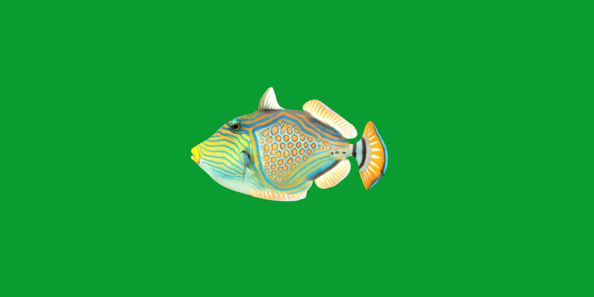 Orangestripe Triggerfish Low-poly 3D model_29