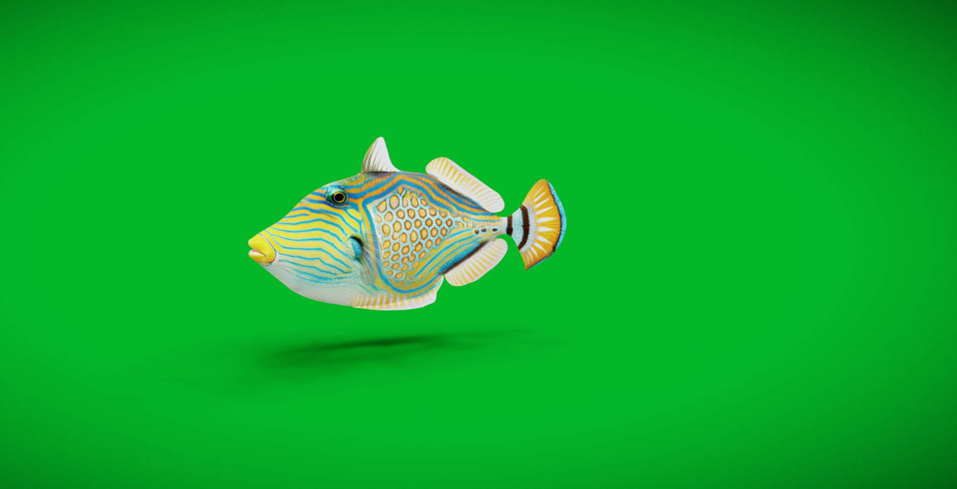 Orangestripe Triggerfish Low-poly 3D model_6