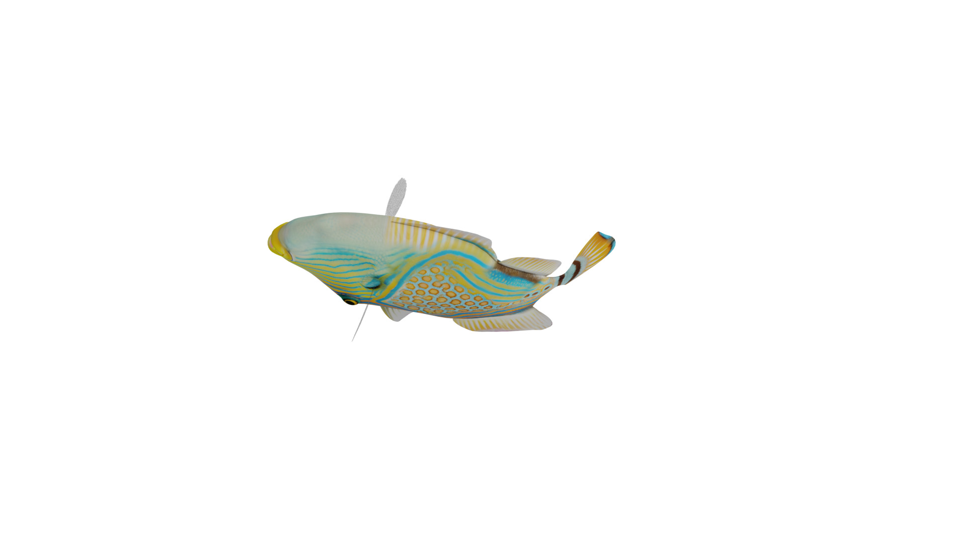 Orangestripe Triggerfish Low-poly 3D model_4