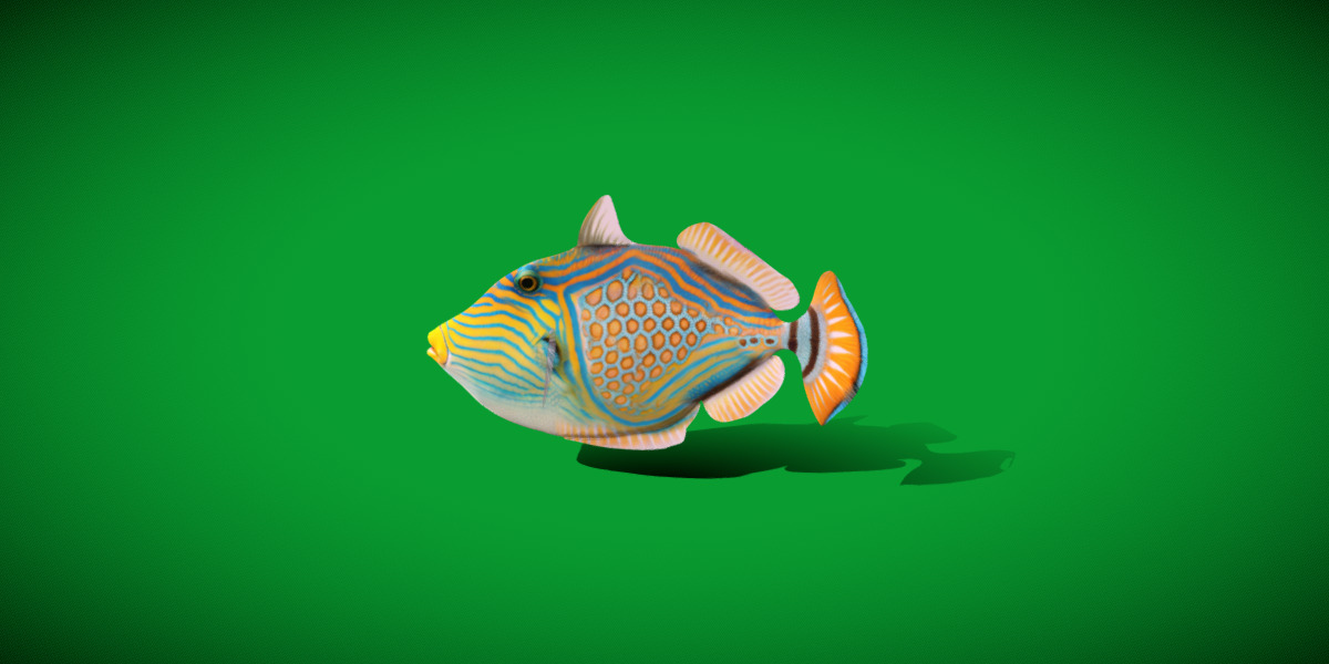 Orangestripe Triggerfish Low-poly 3D model_8