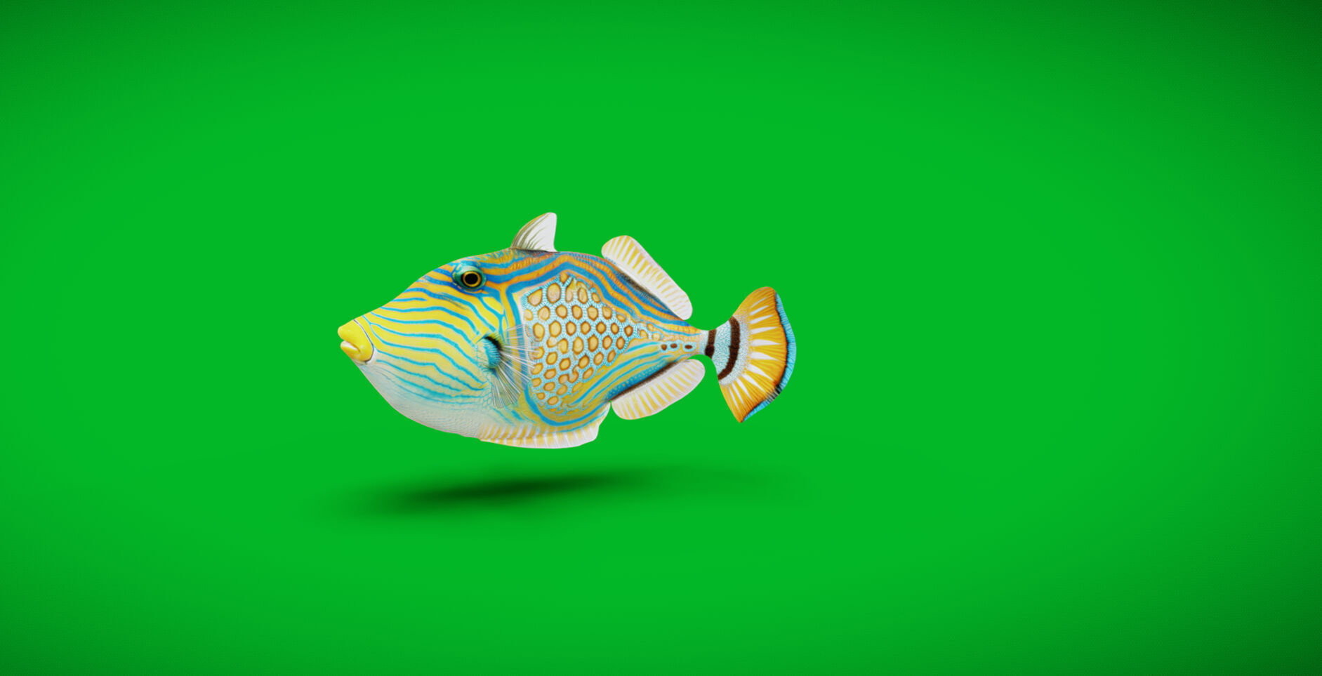 Orangestripe Triggerfish Low-poly 3D model_5