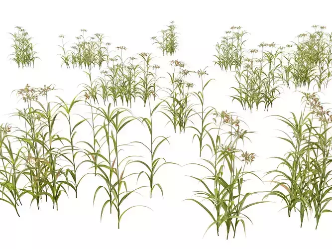 Highpoly LowPoly - Bolboschoenus fluviatilis - River bulrush