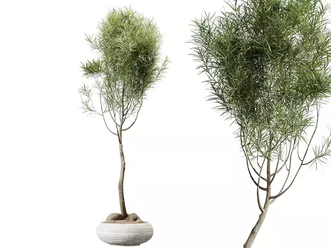 AV HousePlants Japandi Minimalism Ficus Dracaena Marginata13