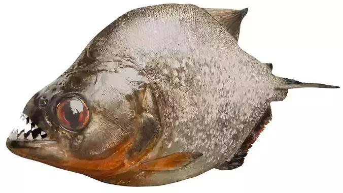 Piranha Fish 3D model
