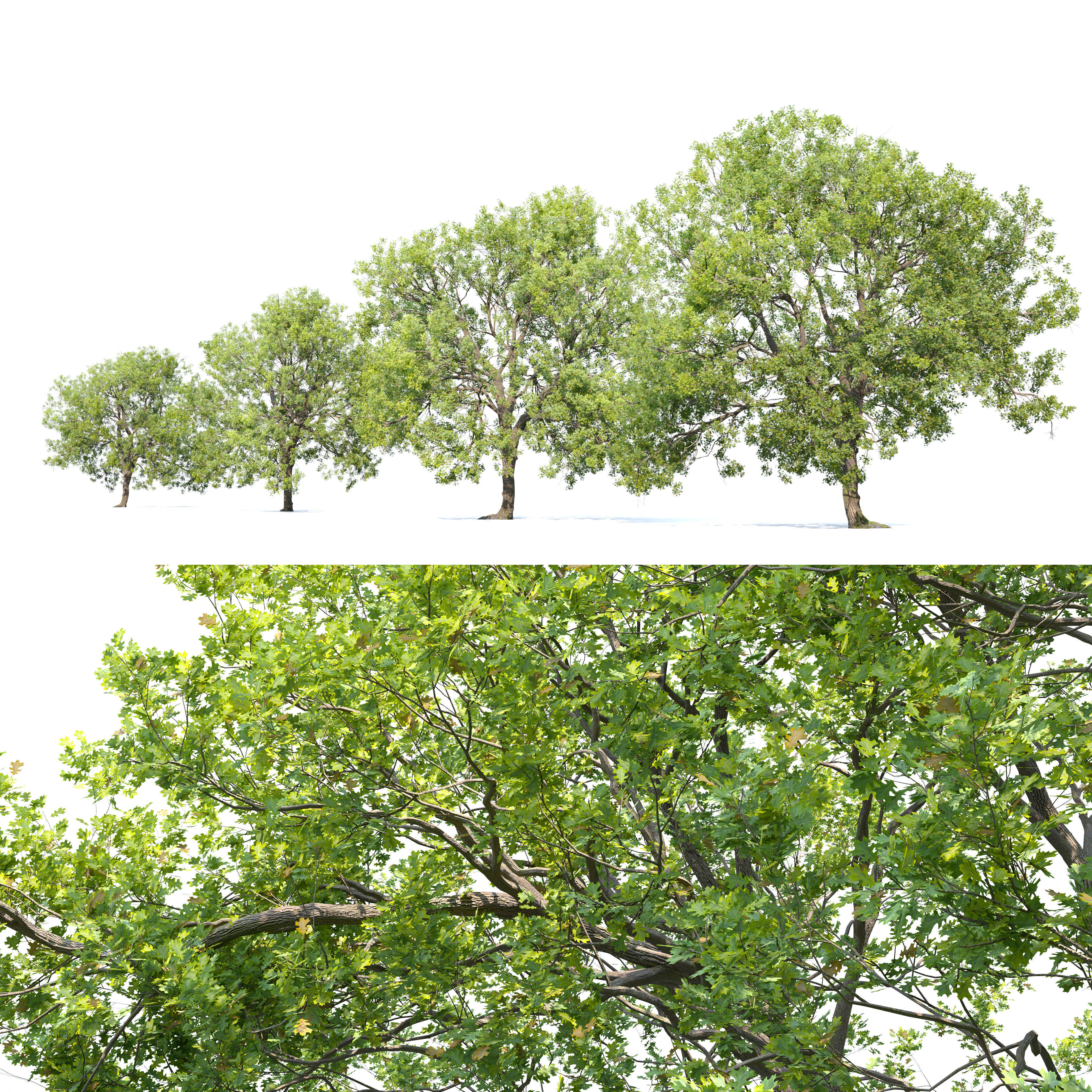 Oak tree 10 3D model_2