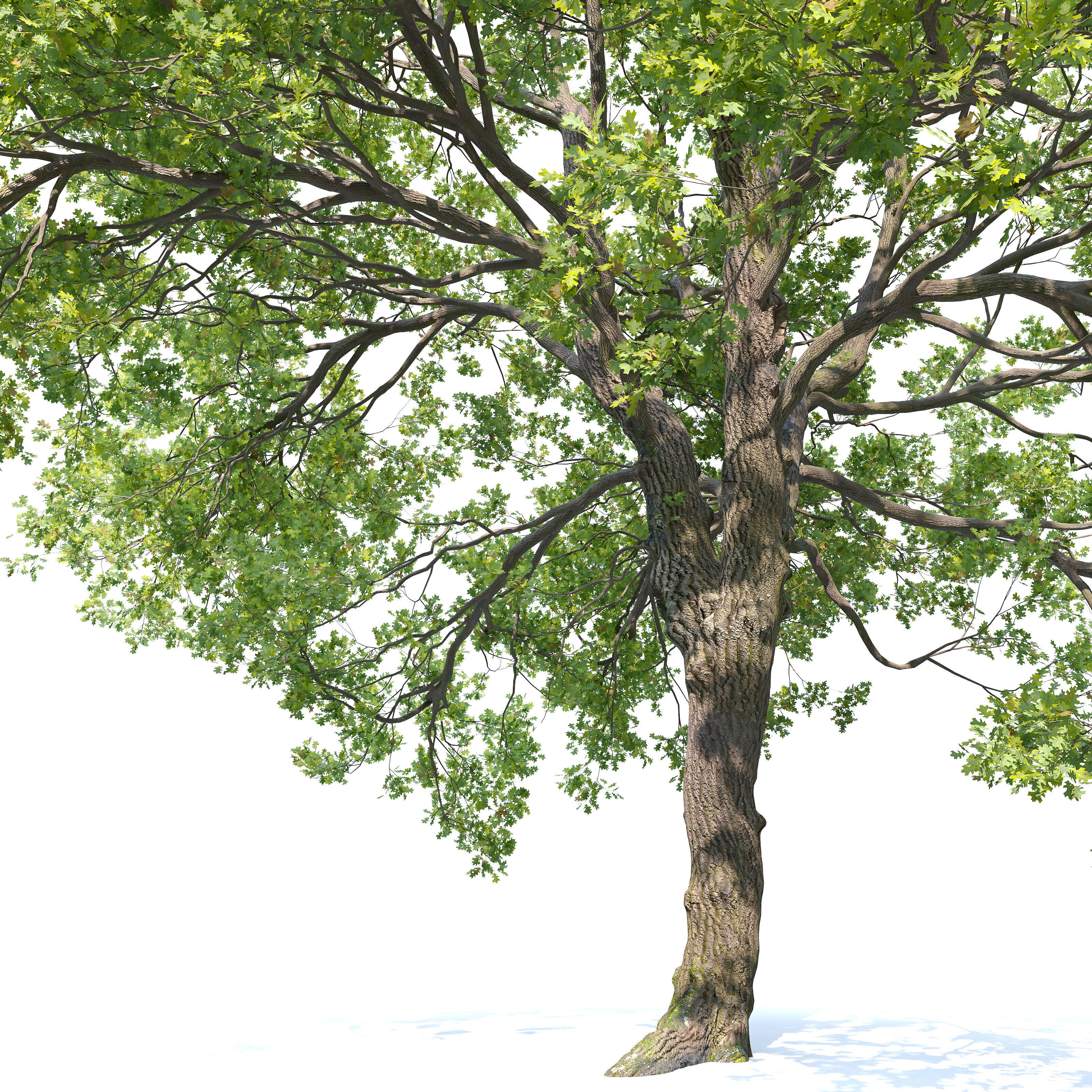Oak tree 10 3D model_3