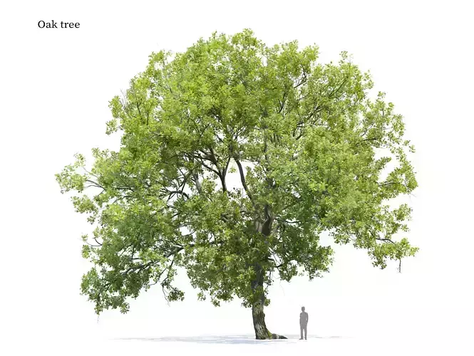 Oak tree 10 3D model