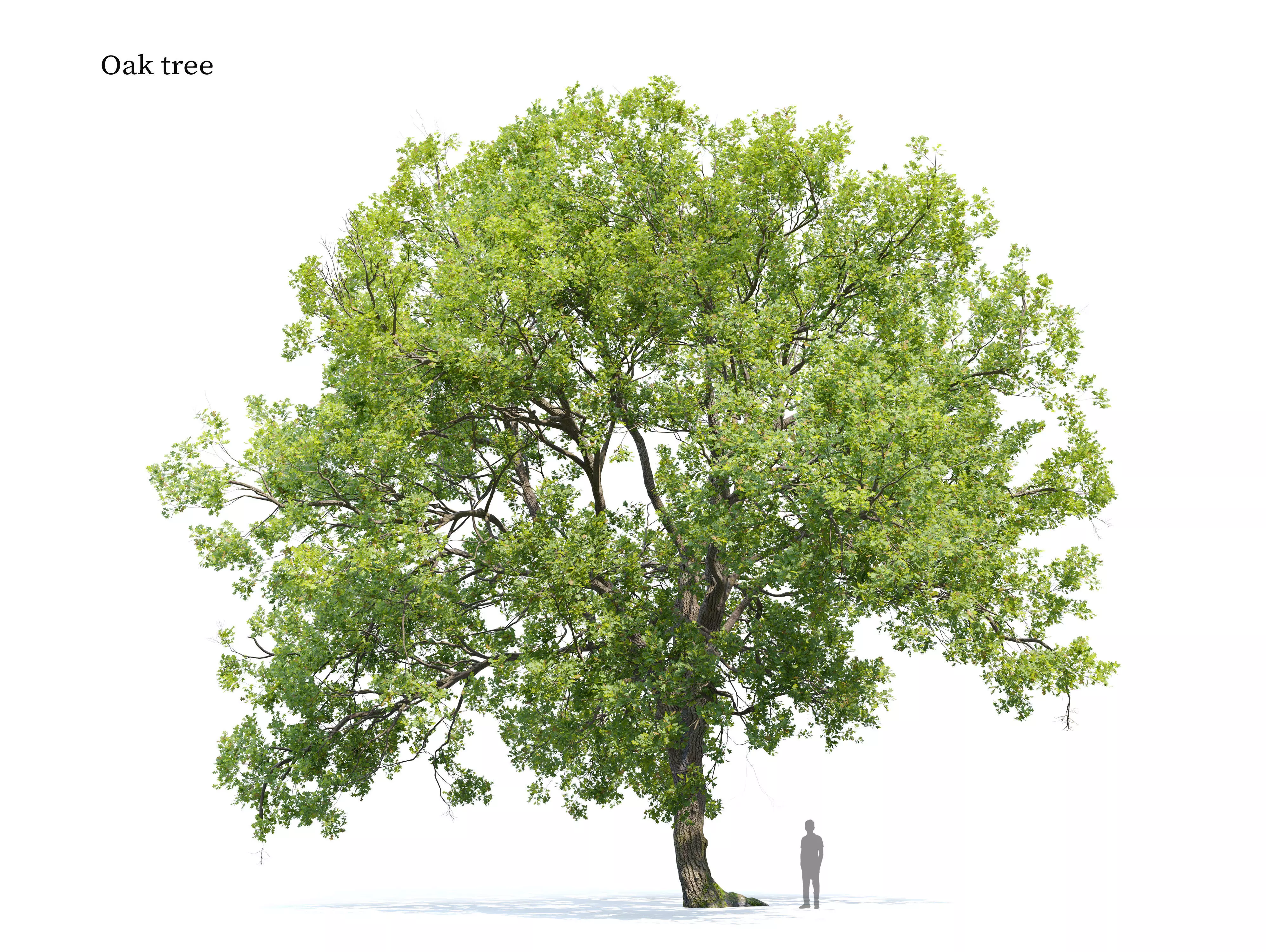 Oak tree 10 3D model_0