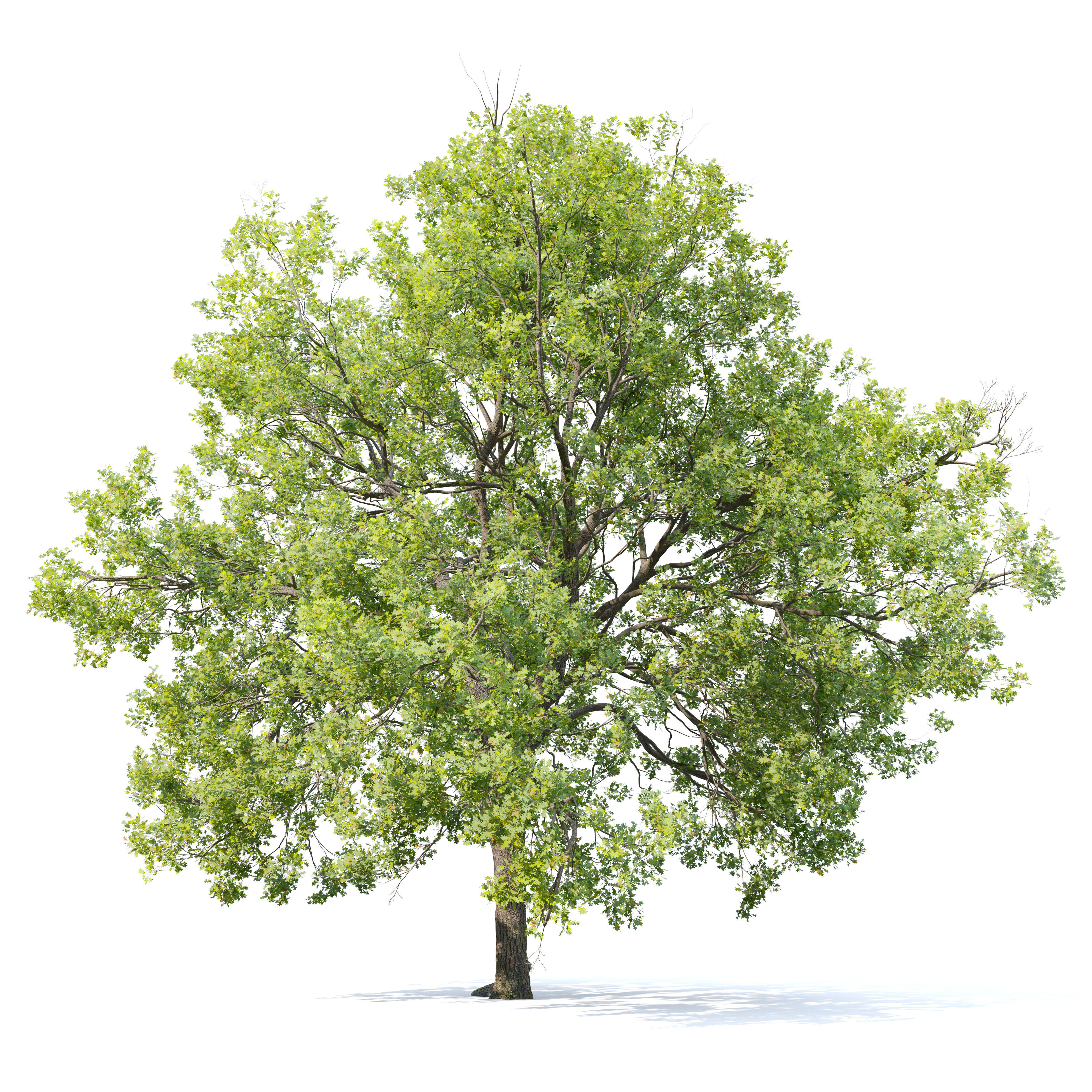 Oak tree 10 3D model_1