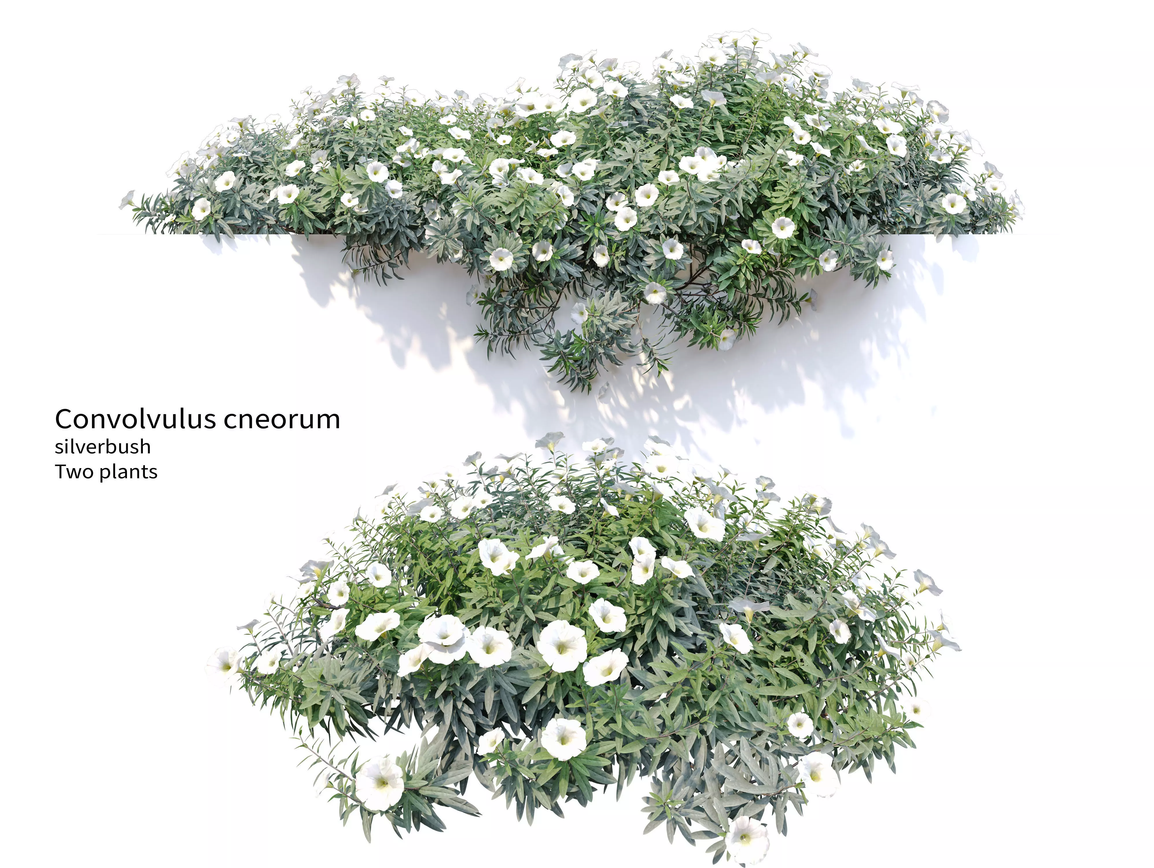 Convolvulus cneorum 3D model_0