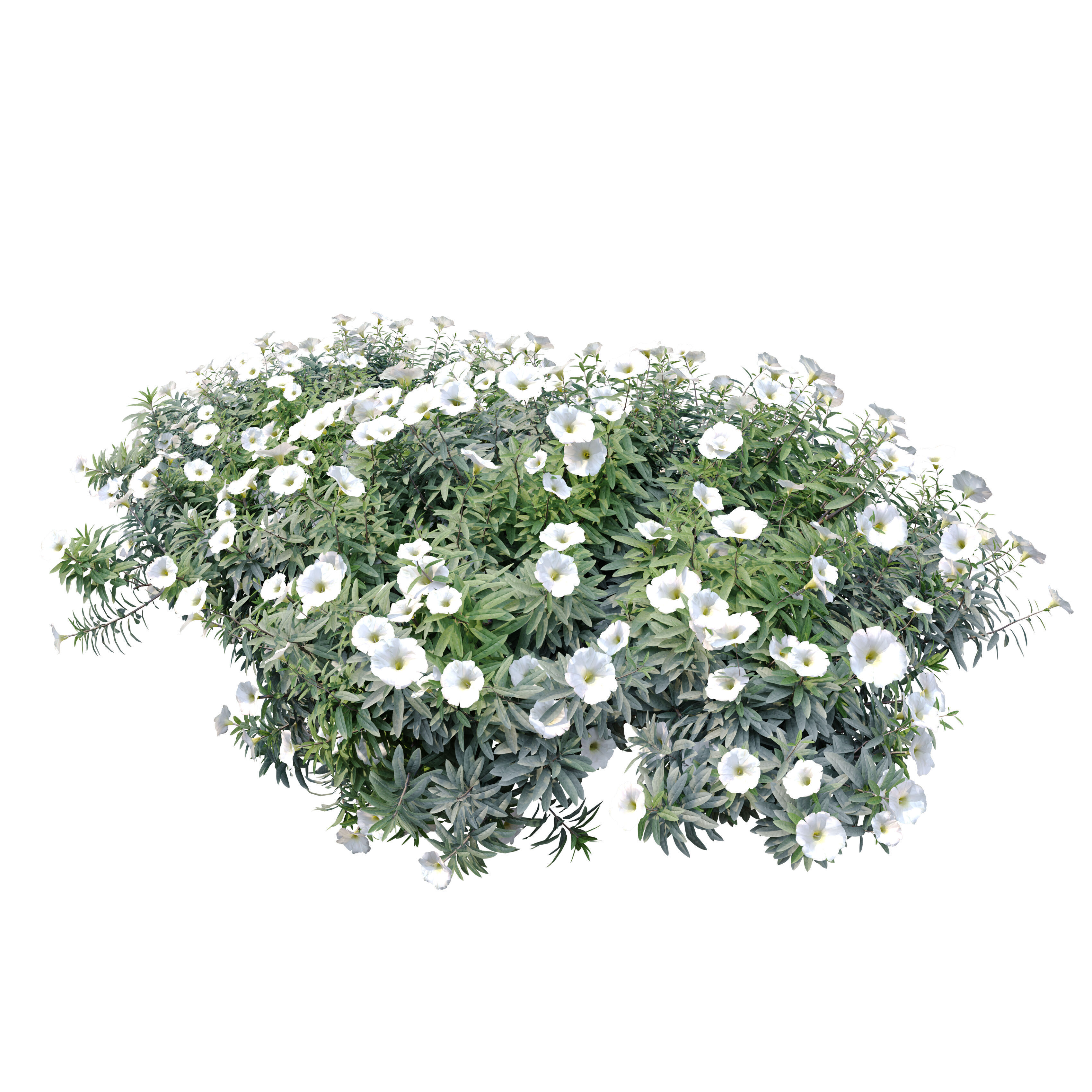 Convolvulus cneorum 3D model_1