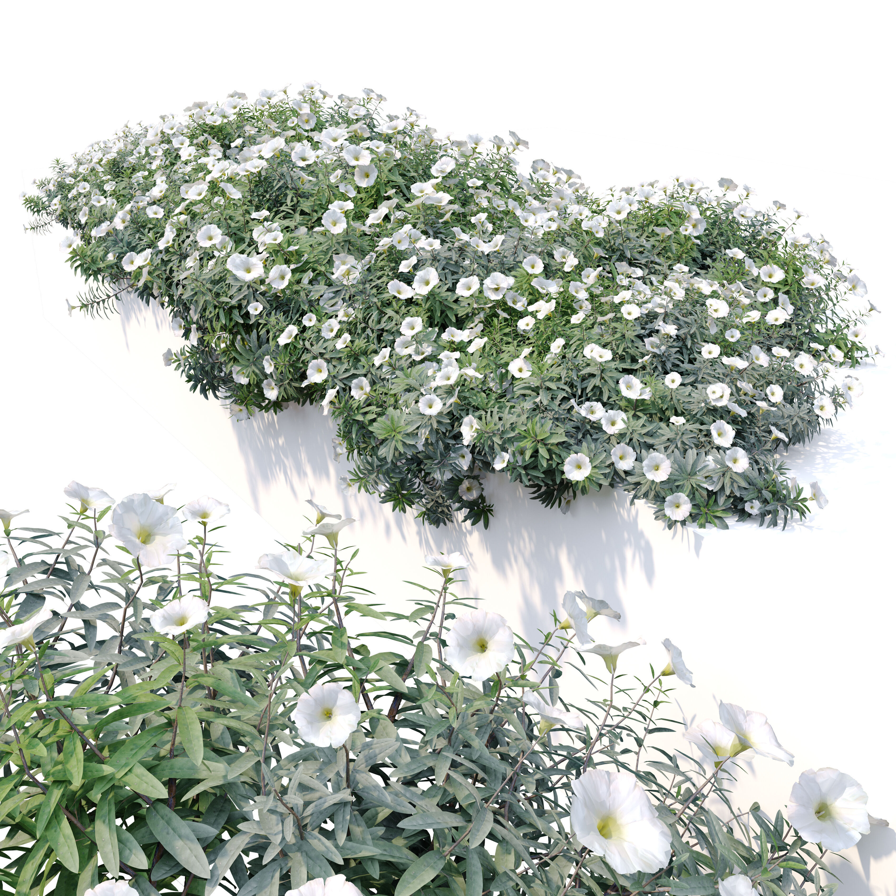 Convolvulus cneorum 3D model_2