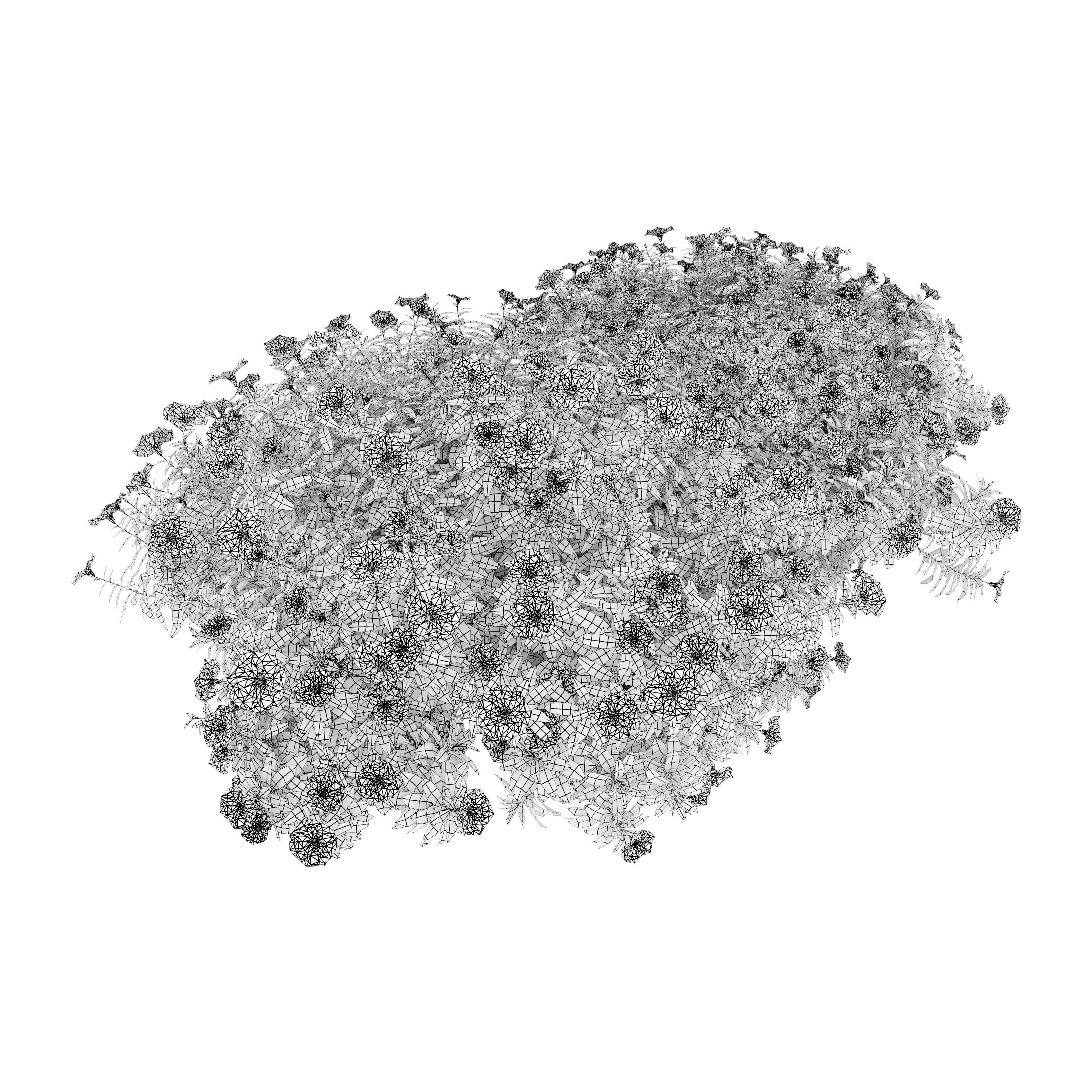 Convolvulus cneorum 3D model_3