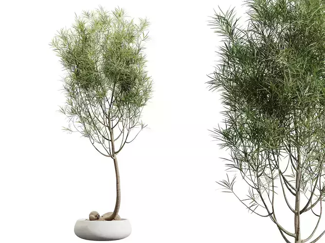 AV HousePlants Japandi Minimalism Ficus Dracaena Marginata15