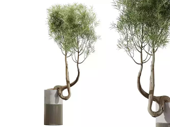 AV HousePlants Japandi Minimalism Ficus Dracaena Marginata16