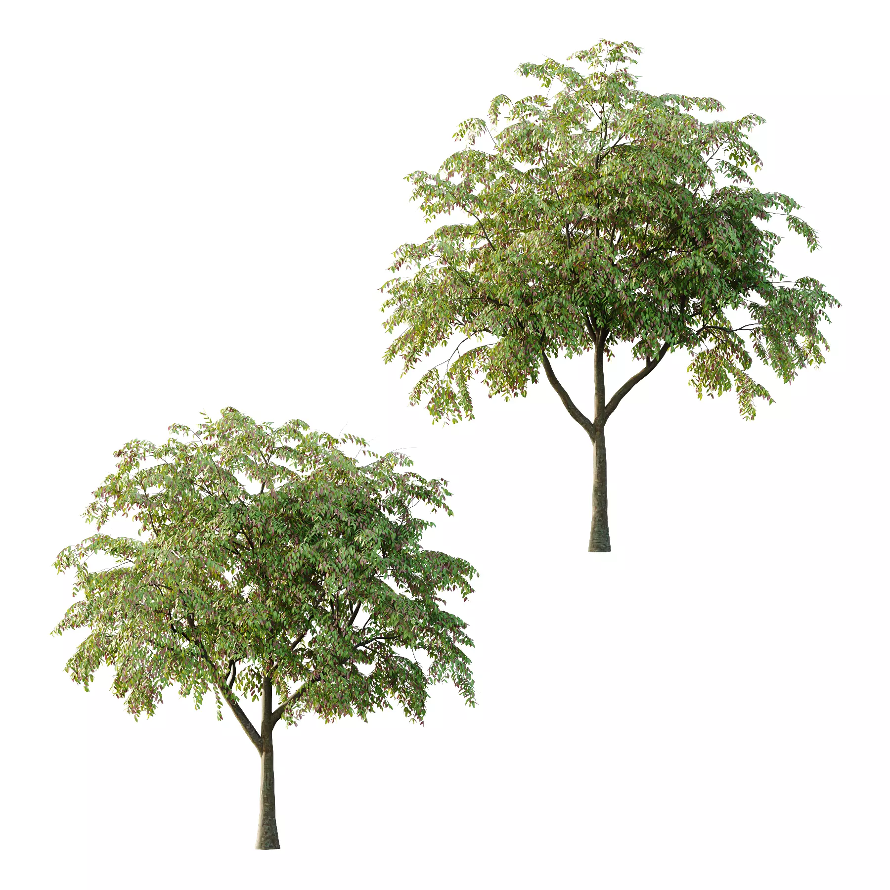 Cinnamomum burmannii Tree 04 3D model_0