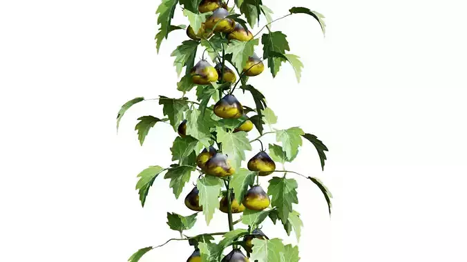 Flanders Contrast Tomato Plant 3D Model with free tutorial Low-poly 3D model
