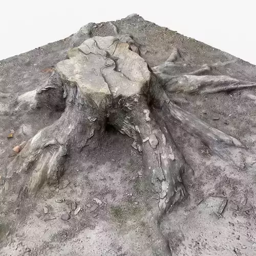 Photorealistic 3D scan of Tree Sawed Stump