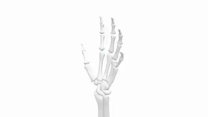 Skeleton arm 3D model