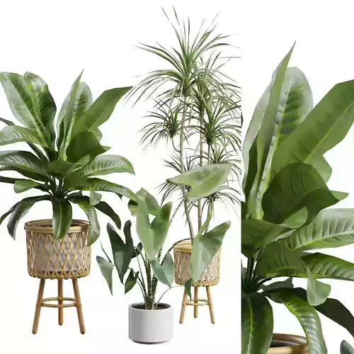 Indoor Plants Pack 87