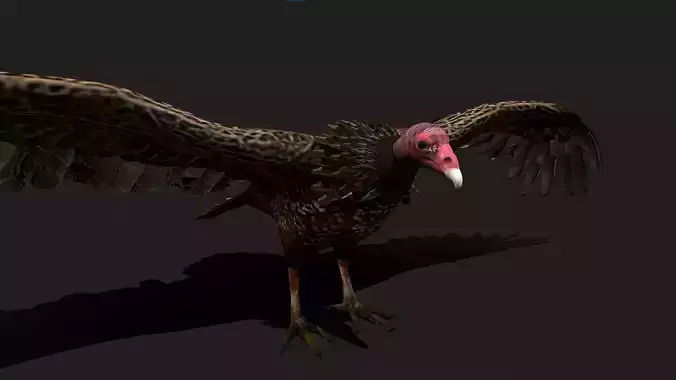 Realistic Vulture 3D Model