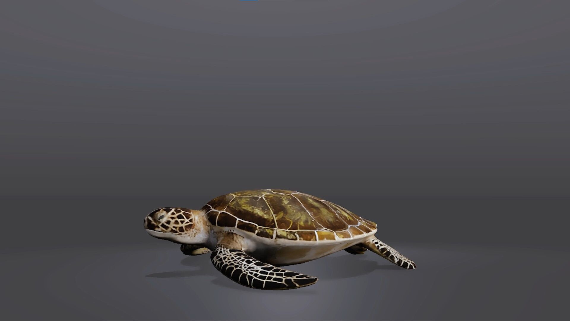 Realistic Sea Turtle 3D Model Low-poly 3D model_3